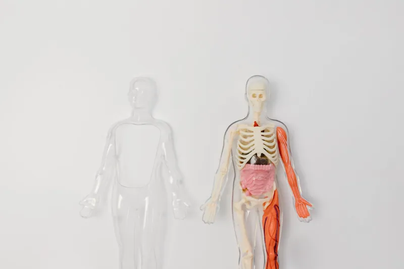 When Your Gut Is Speaking, Every Organ Listens: The Systemic Reach of Microbiome Imbalance